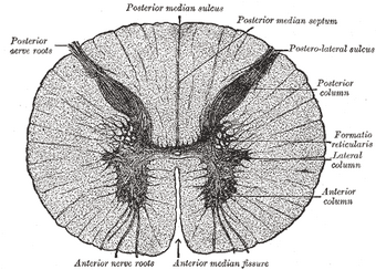 anterior median fissure psychology wiki fandom anterior median fissure psychology