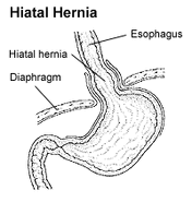 Diaphragm (anatomy) | Psychology Wiki | FANDOM powered by Wikia