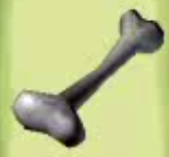 Dinosaur bone