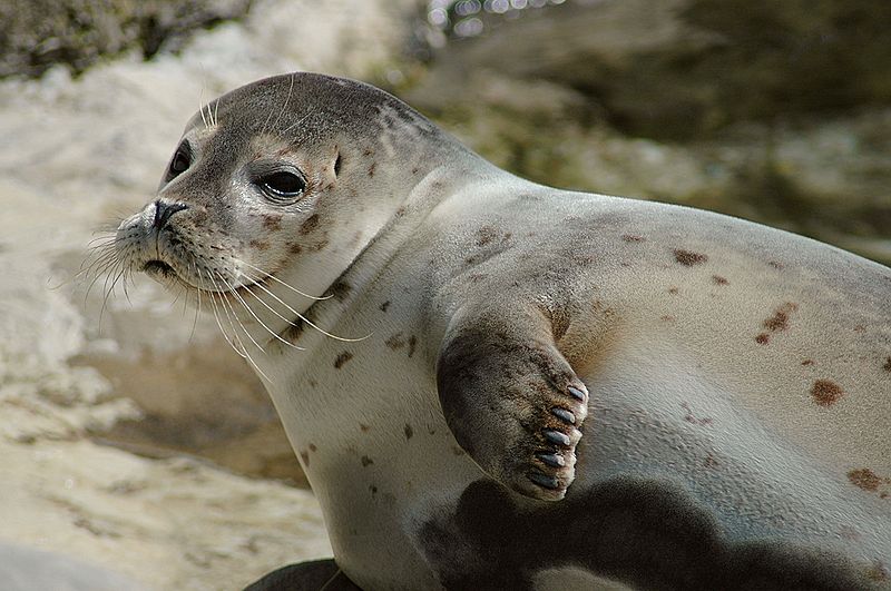 Pacific Harbor Seal | Puget Sound Wiki | FANDOM powered by Wikia