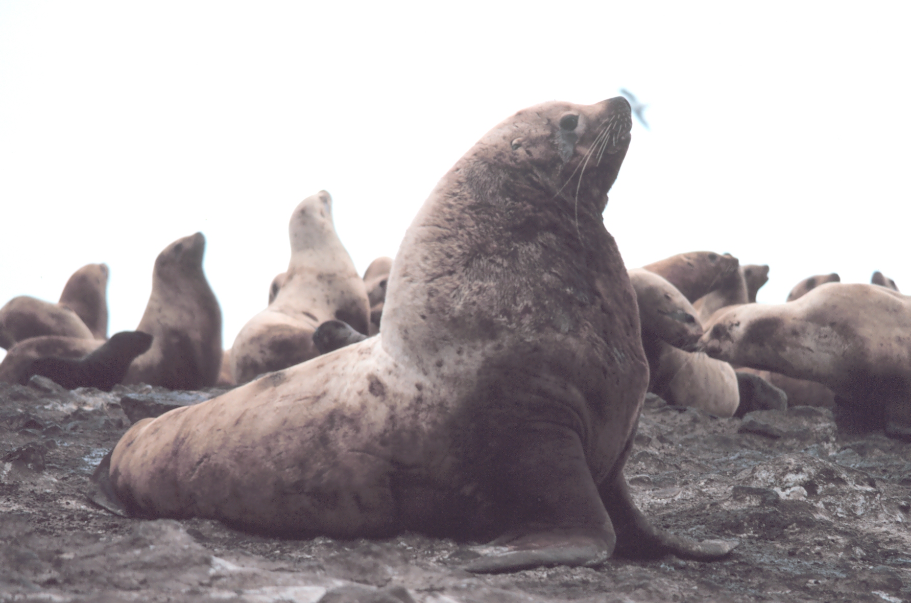 Steller Sea Lion Puget Sound Wiki FANDOM powered by Wikia