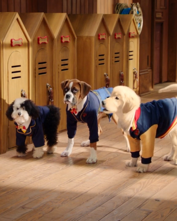 The Stray S First Day Pup Academy Wiki Fandom