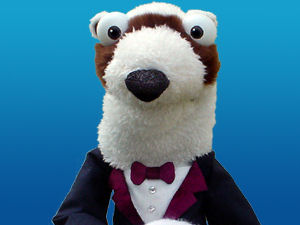 Ferret