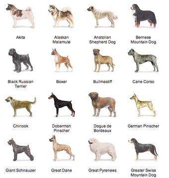 Working Group Puppypedia Wiki Fandom