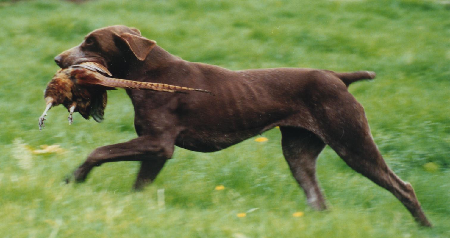 Sporting Group Puppypedia Wiki FANDOM Powered By Wikia sporting-group-puppypedia-wiki-fandom-powered-by-wikia