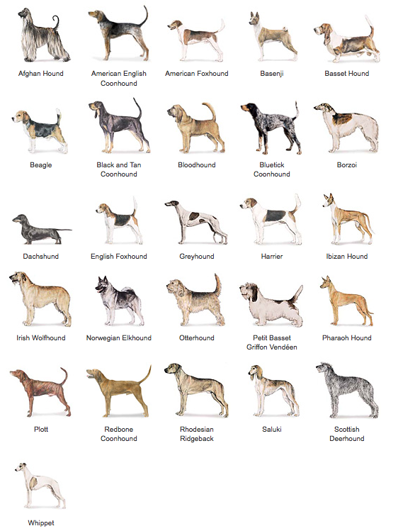 Http Www Akc Org Dog Breeds Groups Hound Http Www Akc Org Dog Breeds Groups Hound