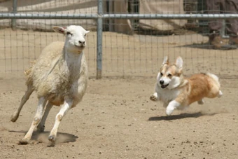 corgi herding