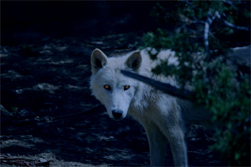 werewolf the pureblood legacies wikia fandom powered by wikia