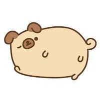 pusheen the pug