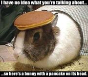 Rabbit With Pancake On The Head