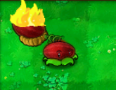 SummerMelon