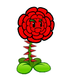 HD Rose