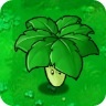 Umbrella Leaf