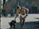 Chimp