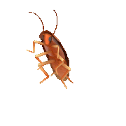 Cockroachlol
