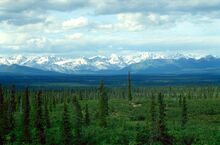 Picea glauca taiga