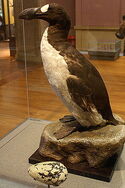 Great Auk (Pinguinis impennis) specimen, Kelvingrove, Glasgow - geograph.org.uk - 1108249