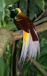 Lesser Bird of Paradise