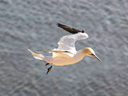 Morus-bassanus Northern Gannet