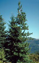 Pinus monticola Idaho