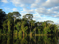 Atlantic Forest