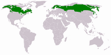 Distribution Taiga