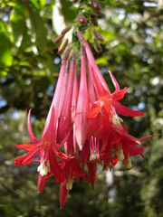 Fuchsia-boliviana-Réunion