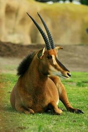 Lightmatter Zambian Sable Antelope