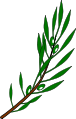 Olive branch drawing