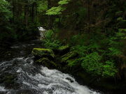 Tongass National Forest 3