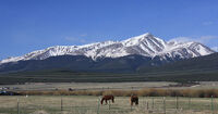 Mount Elbert and horses