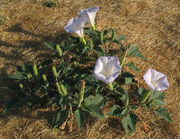 Datura wrightii 1
