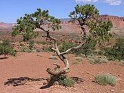 Tree at the Goosenecks overlook in Capitol Reef NP