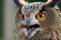 Eagle-owl