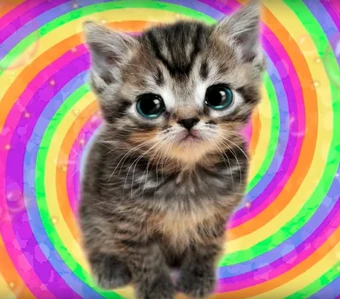 rainbow kitten unicorn with butterfly wings