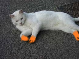 Orangefoot