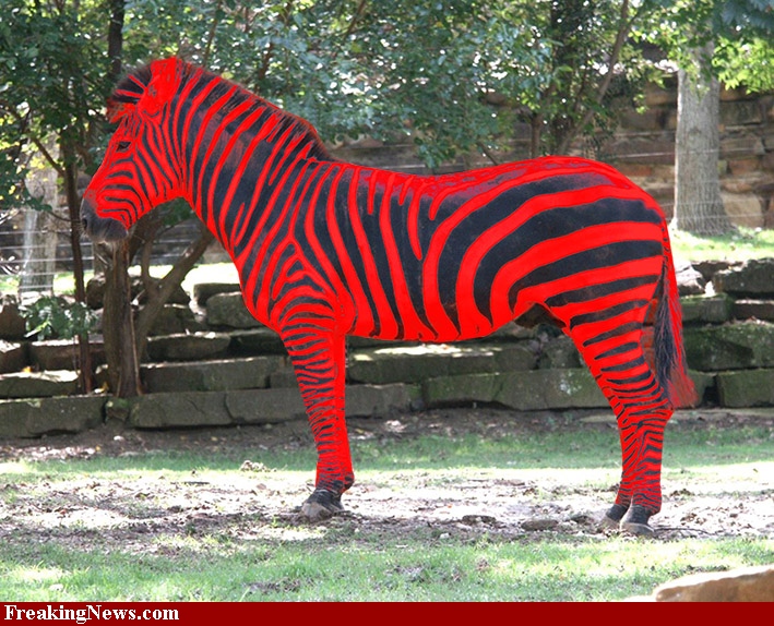 Image - Red-zebra-47548.jpg | Randomchatwithfriends Wiki | FANDOM ...