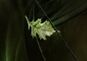 Bronze oakleaf