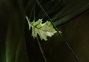 Bronze oakleaf