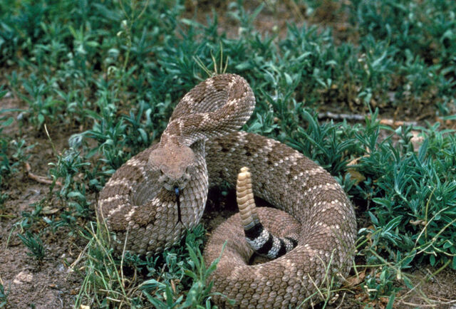 File:800px-Crotalus atrox USFWS.jpg