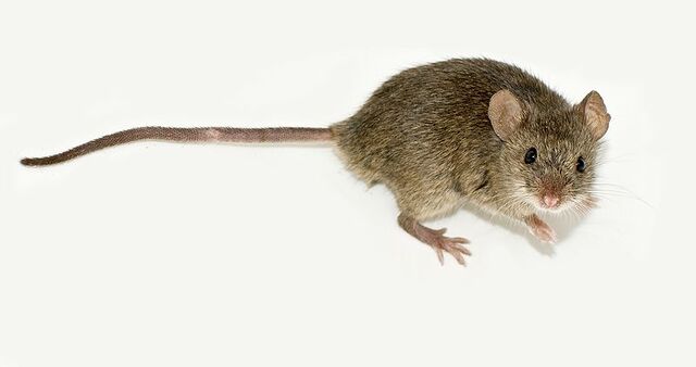 File:800px-Мouse 2.jpg