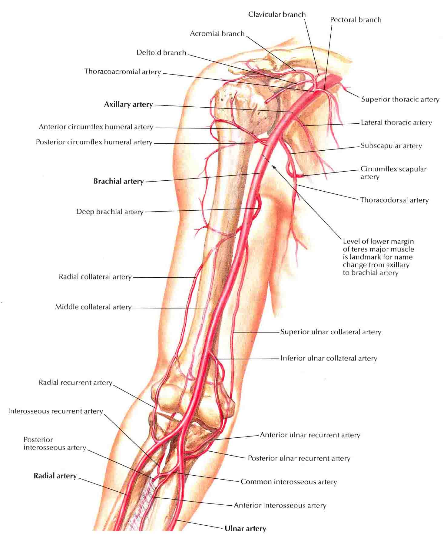 image brachial artery and anastomoses around elbow jpg anastomosis