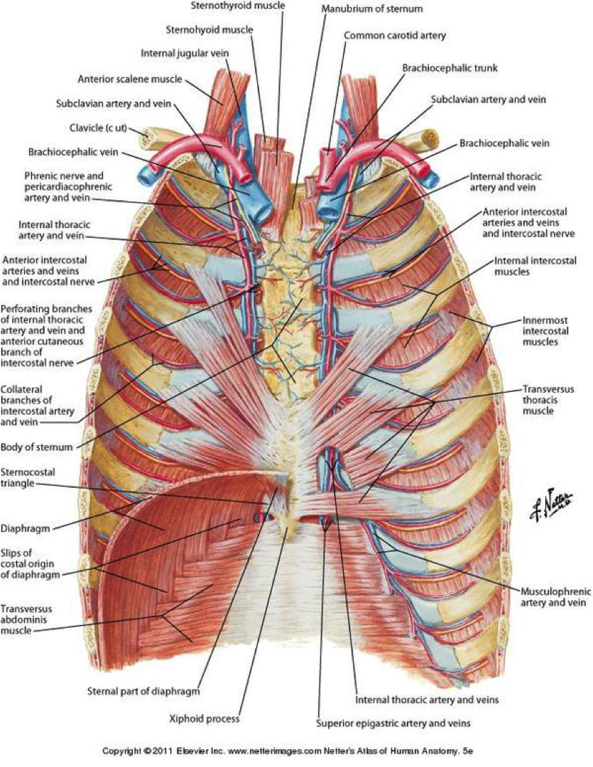 Image - Internal thoracic artery-1419F1368924CFF9E85.png | RANZCRPart1