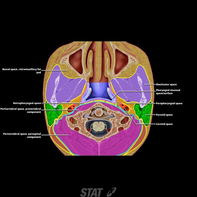 Other neck spaces:Parapharyngeal space | RANZCRPart1 Wiki | FANDOM