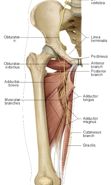Nerves:Pelvis:Obturator nerve | RANZCRPart1 Wiki | Fandom groin bones diagram 
