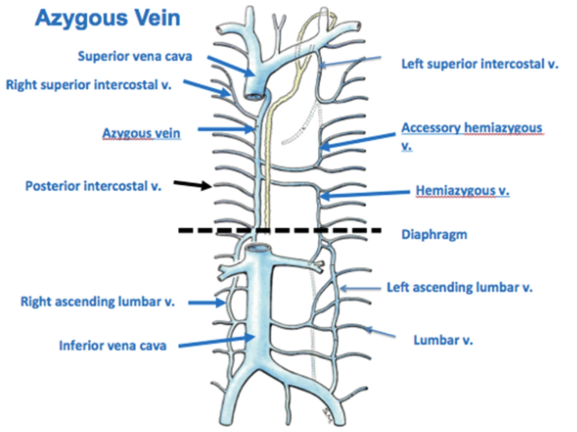 ThoraxVenous structureAzygous vein RANZCRPart1 Wiki FANDOM