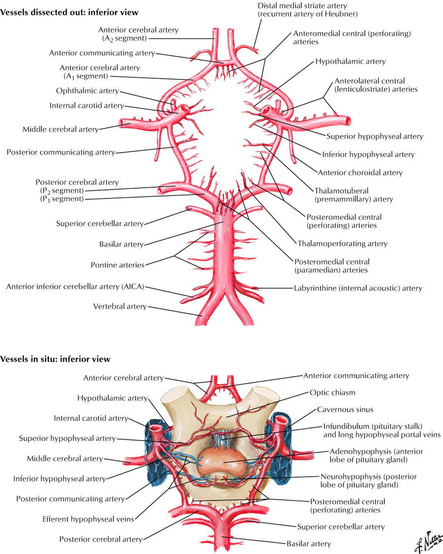 Arterial supply to brain:Circle of Willis configuration ...