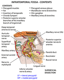 infratemporal fossa