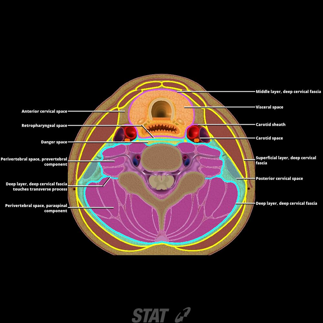 Deep DCF:Perivertebral space | RANZCRPart1 Wiki | Fandom vertebral vein diagram 