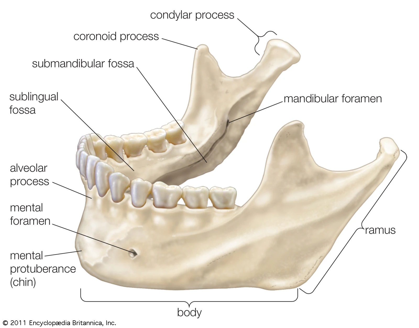 Facial bonesMandible RANZCRPart1 Wiki FANDOM powered by Wikia
